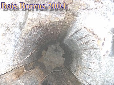 Bois Borrus021.jpg (44508 Byte)